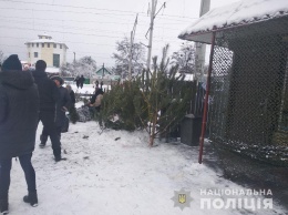 На рынки вышли елочные браконьеры