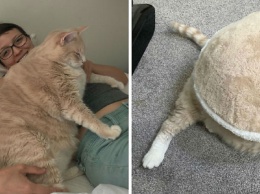 Они полюбили 15-килограммового кота и забрали его, чтобы помочь ему похудеть