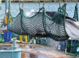 Япония возобновит промысел китов