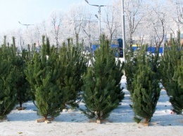 В Запорожской области лесхозы продали почти 4500 заготовленных елок
