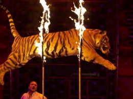 Семерак решил эволюционировать от Кобзова к du Soleil: Кабмин запретил животных в цирке