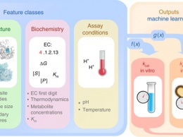 Машинное обучение помогло изучить метаболические процессы