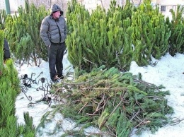 На Днепропетровщины снизился спрос на новогодние елки