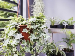 Эти домашних растения благотворно влияют на здоровье человека