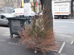 В Одессе мужчина выбросил прошлогоднюю елку за 3 дня до Нового года