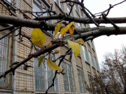 Предновогодний сюрприз. В херсонской школе на яблоне появились листья