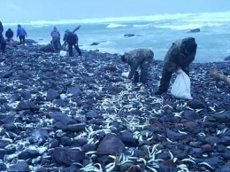 Аномалия: побережье острова в России засыпало живой сельдью