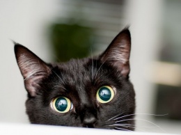 На счастье, и на беду: проверенные приметы о кошках