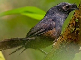 Ученые обнаружили в Бразилии "самую редкую птицу в мире"
