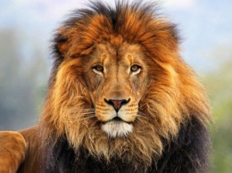 В Северной Каролине лев насмерть загрыз стажерку зоопарка, которая чистила его вольер