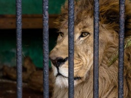 В американском зоопарке лев убил 22-летнюю уборщицу