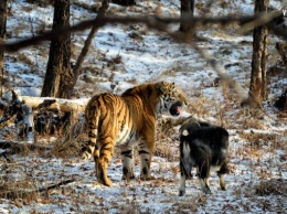 Изнасиловал козла, затем съел его: тигр устроил дикий трэш в зоопарке
