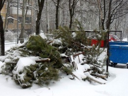 В двух районах Киева образовалось «кладбище» елок: «Бережное отношение к природе налицо»