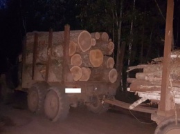 Тюрьма за контрабанду леса: Начал действовать закон о повышении ответственности за незаконную рубку и вывоз древесины