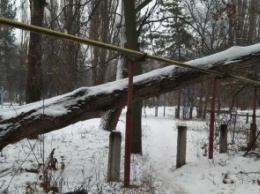 На ж/м Приднепровск уже неделю на газовой трубе лежит огромное упавшее дерево (ФОТО)