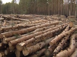 В Украине заявили о рекордном восстановлении лесов