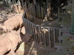 В зоопарке Флориды носорог напал на двухлетнюю девочку
