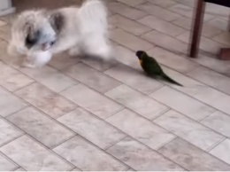 Маленький - не значит безобидный: попугай просто загонял собаку