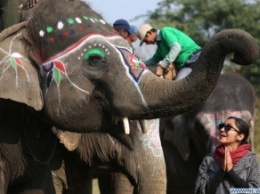 В Непале провели конкурс красоты для слонов