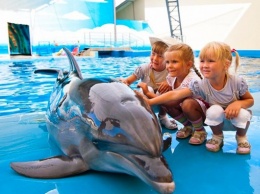 Верховный суд: Международные зоозащитники могут инициировать запрет деятельности дельфинариев в Украине
