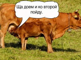 Дипломат Януковича: Лукашенко старается как теленок сосать двух маток