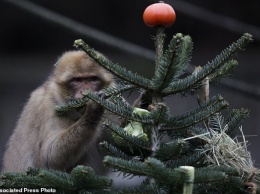 Животных в берлинском зоопарке накормили новогодними елками