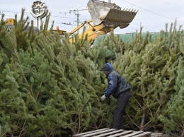 Когда праздники позади: в Крыму устроят "елковорот"