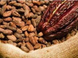 Какао и мака показали себя мощными суперпродуктами против рака