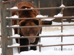 О зимовке животных в запорожском зооуголке: Свиньи резвятся в грязи, а медведь не спит (ФОТО)