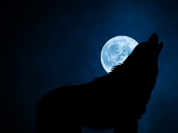 Ученые выяснили, почему собаки и волки воют на луну