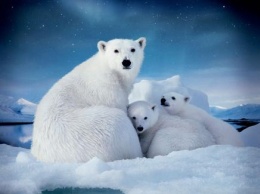 «Спасательный круг»: Арктика является ключом к выживанию нашей планеты