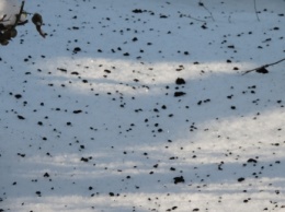 В Мелитополе на снег выпал "дождь" из сажи (фото)