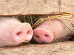 В Павлоградском районе стали значительно меньше выращивать свиней