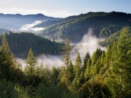 В Украине значительно ужесточили наказание за уничтожение лесов