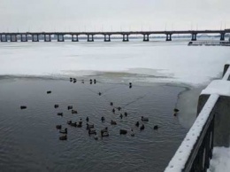 На набережной Днепра дикие утки нашли приют во льдах