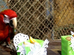Харьковский зоопарк подготовил подарки для своих обитателей