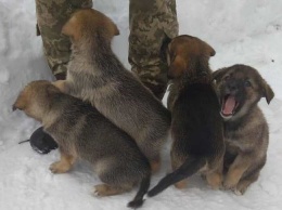 В Днепропетровской области военные спасли щенячий детский сад (Фото)