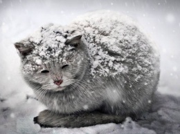 Волонтеры Днепра просят жителей города помочь животным пережить зиму (видео)