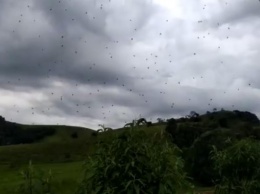 Жители Бразилии сняли на видео "дождь из пауков"