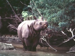Редким носорогам грозит вымирание из-за цунами в Индонезии