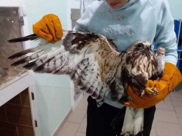 На Днепропетровщине участились случаи гибели птиц под машинами
