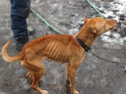 В Одессе спасли от голодной смерти собаку