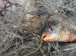 За первую неделю января Николаевский рыбоохранный патруль изъял 35 кг незаконно добытой рыбы