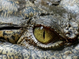 В Индонезии крокодил затащил в бассейн и заживо съел ученую во время кормежки