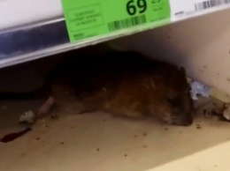 В Днепре в магазине обнаружили дохлую крысу