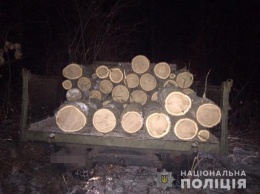 Двое жителей Одесской области попались на незаконной вырубке дубов
