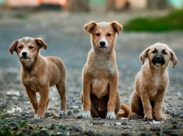Под Харьковом начали борьбу с бездомными собаками