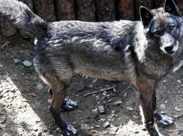 "Серая" охота: как в Крыму сократят численность потомков херсонских волков