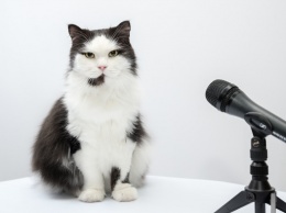 "Говорящая" кошка из Флориды стала звездой сети. Видео