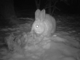 «Мутанты или пришельцы?»: Хищные кролики каннибалы оккупируют Землю